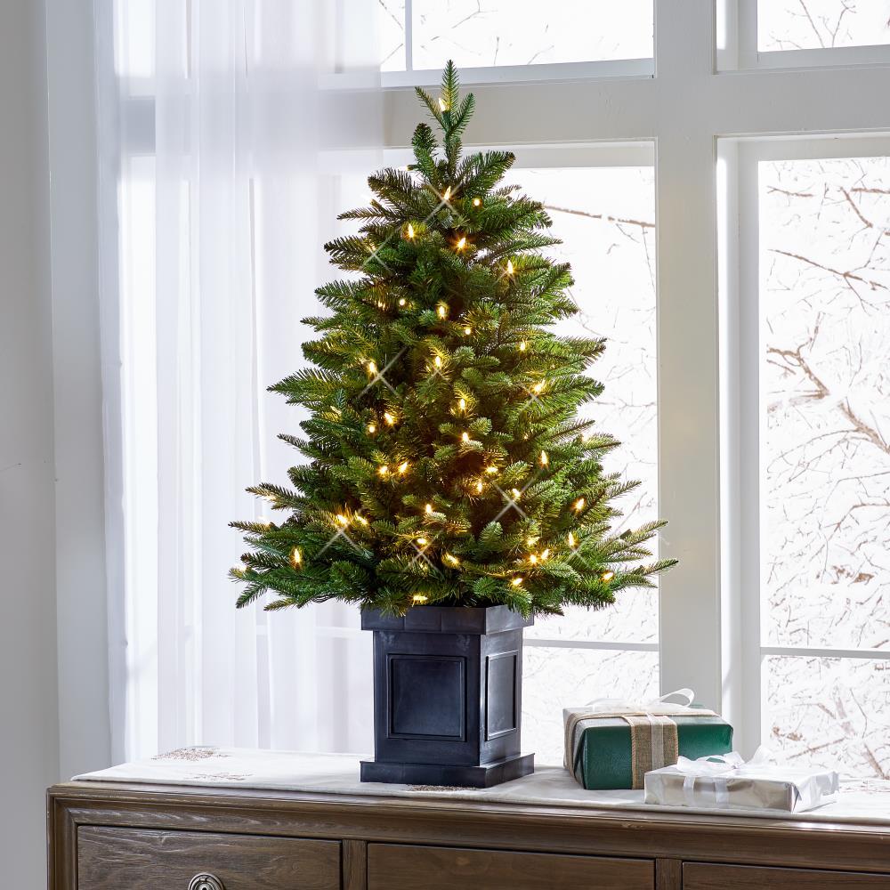 The World's Best Tabletop Prelit Fraser Fir